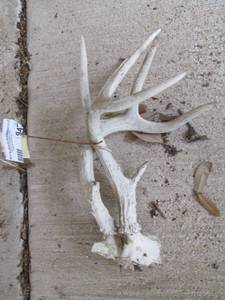 lot 947 image: set of deer horns approx  12 long   8 pt