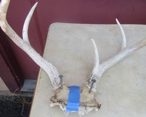 lot 33 image: setof deer antlers