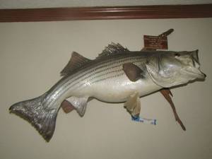 lot 20 image: LAKE TEXOMA BASS FISH STUFFED FOR WALL MOUNT WEIGHING IN AT 17 LBS. CAUGHT ON JUNE 22 1990 APPROX 26 INCHES LONG