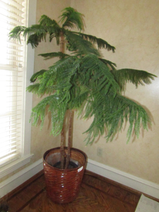 lot 382 image: Unique Japanese tree