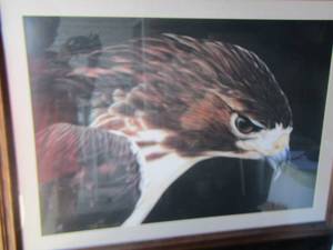 lot 69 image: Framed portrait of an Eagle by Nolan Hoan (204650) 4131