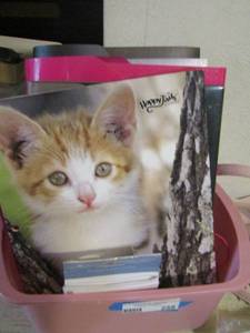 lot 258 image: File folders used, school folders used still has life