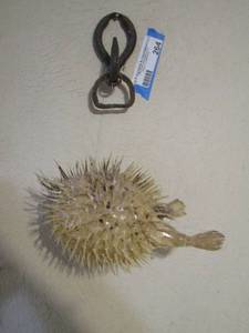 lot 264 image: puffer fish