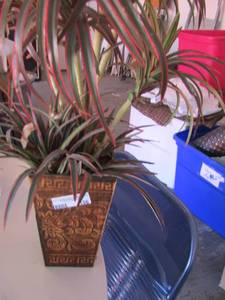 lot 156 image: 12 tall wax plant in planter