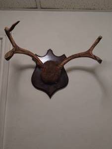 lot 4 image: Mounted Deer Horns..
