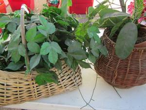lot 24 image: FAUX PLANTS IN BASKETS