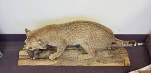 lot 384 image: Bobcat w Quail Taxidermy