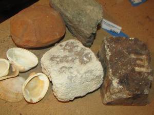 lot 280 image: Seashells and large rocks