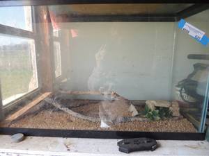 lot 620 image: 20 gallon fish tank (only tank)