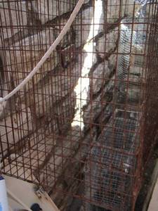 lot 1042 image: minnow traps  crawfish trap