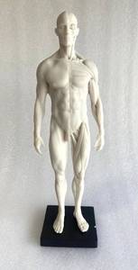 lot 232 image: New Other 11inch Human Anatomical Model Art Mannequin Musculoskeletal Structure of Painting Sculpture White Body - As Shown - Retails New $30