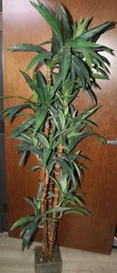 lot 301 image: Artificial Dracaena Frag Raus Tree