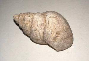 lot 718 image: SHELL FOSSIL - APPROX 2  12 LENGTH