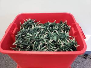 lot 1085 image: Massive Lot of LED Warm Light Christmas Light Strings.  55 Strings Total.