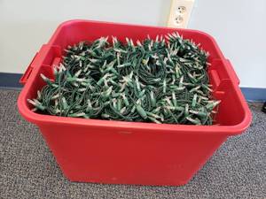 lot 1086 image: Massive Lot of LED Warm Light Christmas Light Strings.  56 Strings Total.