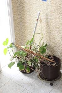 lot 8 image: 2 live plants