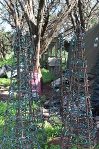 lot 132 image: Outdoor Christmas Trees