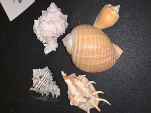 lot 277 image: 5 seashells  - see pics