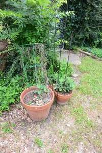 lot 256 image: OUTDOOR PLANTS AND POTS