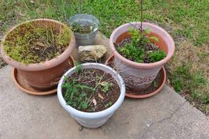 lot 257 image: OUTDOOR PLANTS AND POTS