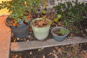 lot 481 image: 4 PLANTERS WITH THE PLANTS AND DECORATIVE ROCKS INCLUDED