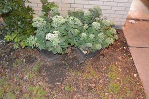 lot 482 image: 2 LARGE PLANTERS WITH LARGE PLANTS READY TO BLOOM