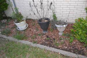 lot 483 image: 4 PLANTERS WITH THE PLANTS INCLUDED