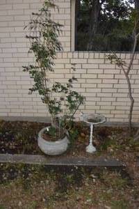 lot 480 image: BIRD BATH AND LARGE PLANTER WITH PLANT