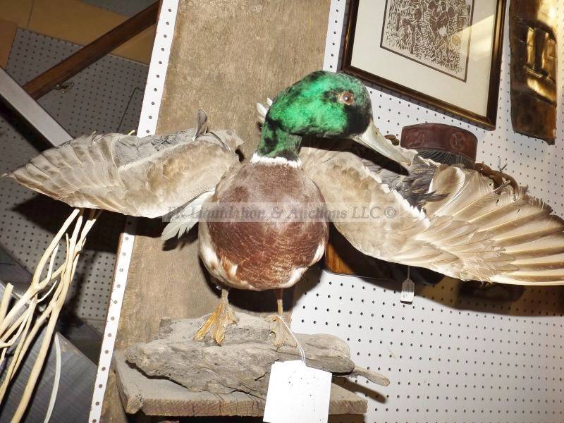 lot 783 image: Taxidermy mallard duck