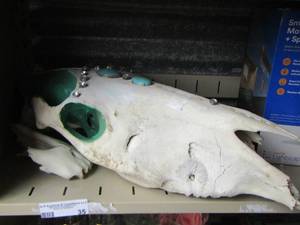 lot 35 image: Cow skull  head W Turquoise & BLING  broken