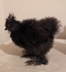 lot 140 image: 5 mo Old Dark Blue Silkie from 3 Amigas (Unsexed) - QV DESCR