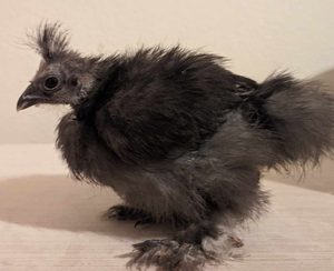 lot 142 image: 4 mo Old Light Blue Silkie from 3 Amigas (Unsexed) - QV DESCR