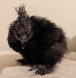 lot 144 image: 4 mo Old Blue Silkie from 3 Amigas (Unsexed) - QV DESCR