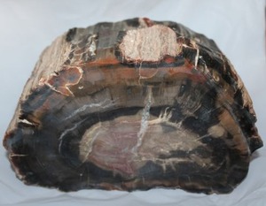 lot 327 image: Petrified Wood (8x4x5)