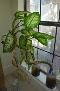 lot 284 image: (2) Dumb Cane live plants