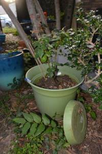 lot 467 image: Green rubber flower pot with Heirloom rose plant