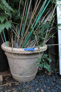 lot 407 image: Flower pot with bamboo stakes
