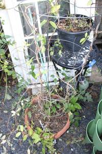 lot 409 image: Wrought iron black plant stand, flower pots
