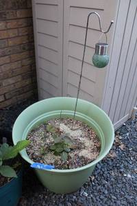 lot 425 image: Green rubber flower pot with Heirloom rose plant