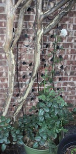 lot 415 image: Heirloom White Rose plant with trellis and green rubber pot