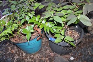 lot 418 image: Blue rubber flower pot and black plastic pot