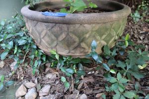 lot 440 image: Terra cotta Flower pot