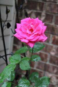 lot 413 image: Heirloom Pink Rose plant with trellis and blue rubber pot