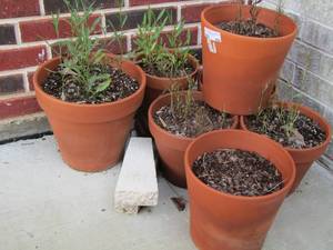 lot 199 image: 7 clay planter pots all in good shape