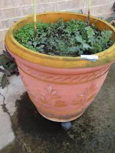 lot 193 image: plant pot large with rollers on bottom 2022
