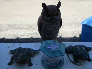 lot 159 image: 2 metal dcor frogs, blue bird feeder 15 hanging owl