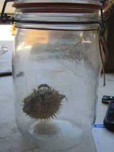 lot 222 image: puffer fish in jar