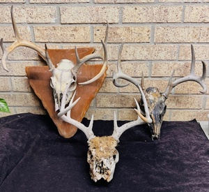 lot 11 image: Three (3) 7-9 Point Deer Buck Skulls WAntlers