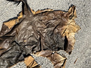 lot 241 image: ANIMAL HIDE APPROX 25 X 47  PLUS 2 ADDITIONAL PIECES