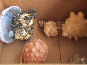 lot 153 image: sea shells